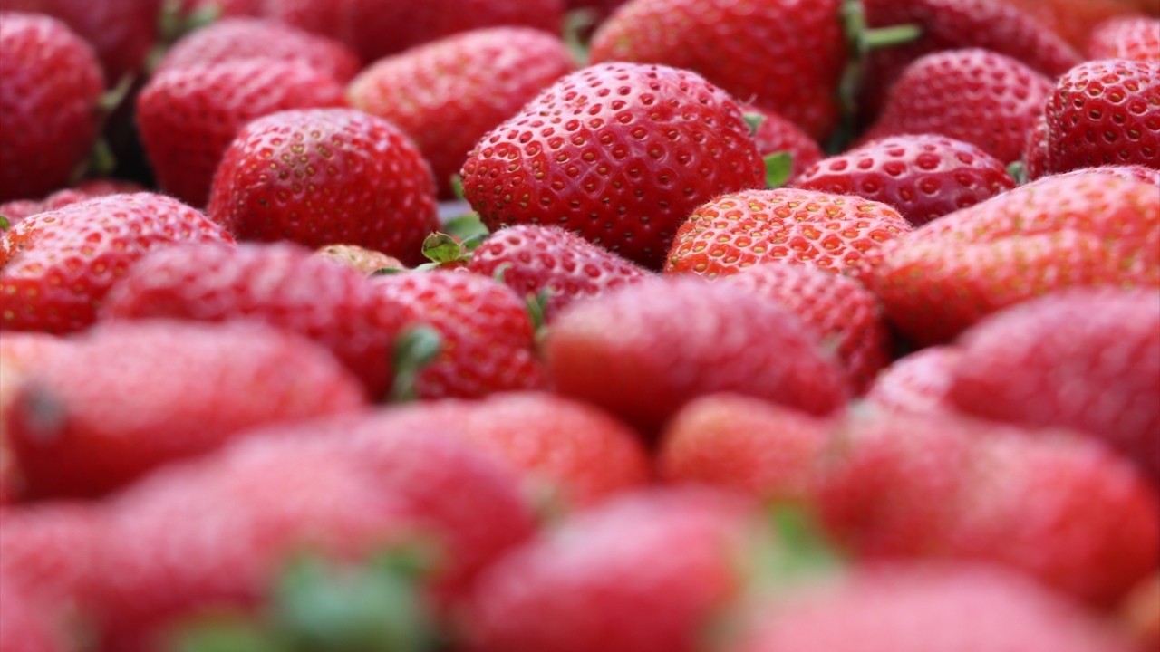 Çiftçi, son birkaç yıldır 450-500 ton civarında olan rekoltenin bu sene yüksek olmasını beklediklerine değindi.