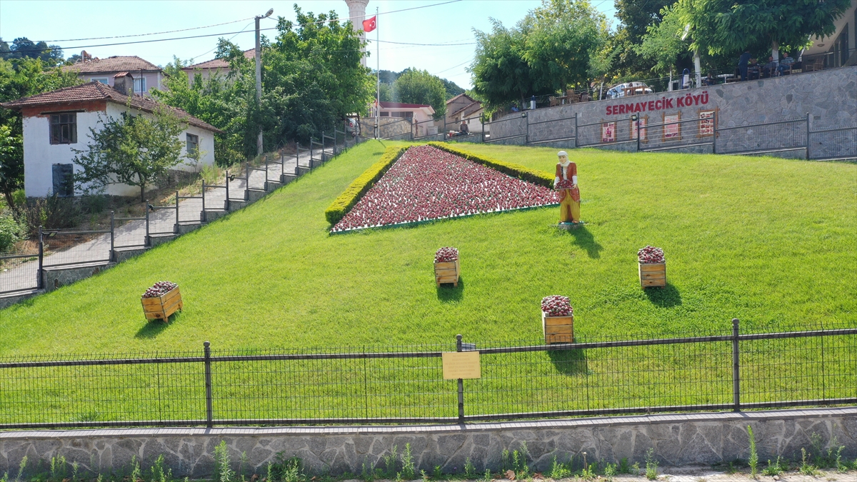 Köyde 40 yıldır çilek üreten Şemsettin Özer de yediveren çeşitlerle bir ay olan hasadı 7 aya çıkardıklarını ifade etti.