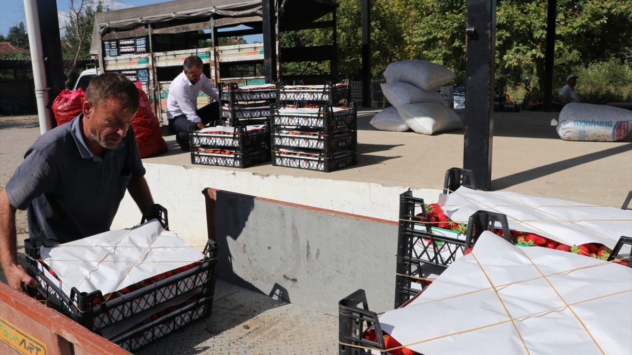 En az 500 ton çilek beklediklerini aktaran Çiftçi, bunun 100 haneli bir köy için önemli kazanç olduğunu sözlerine ekledi.