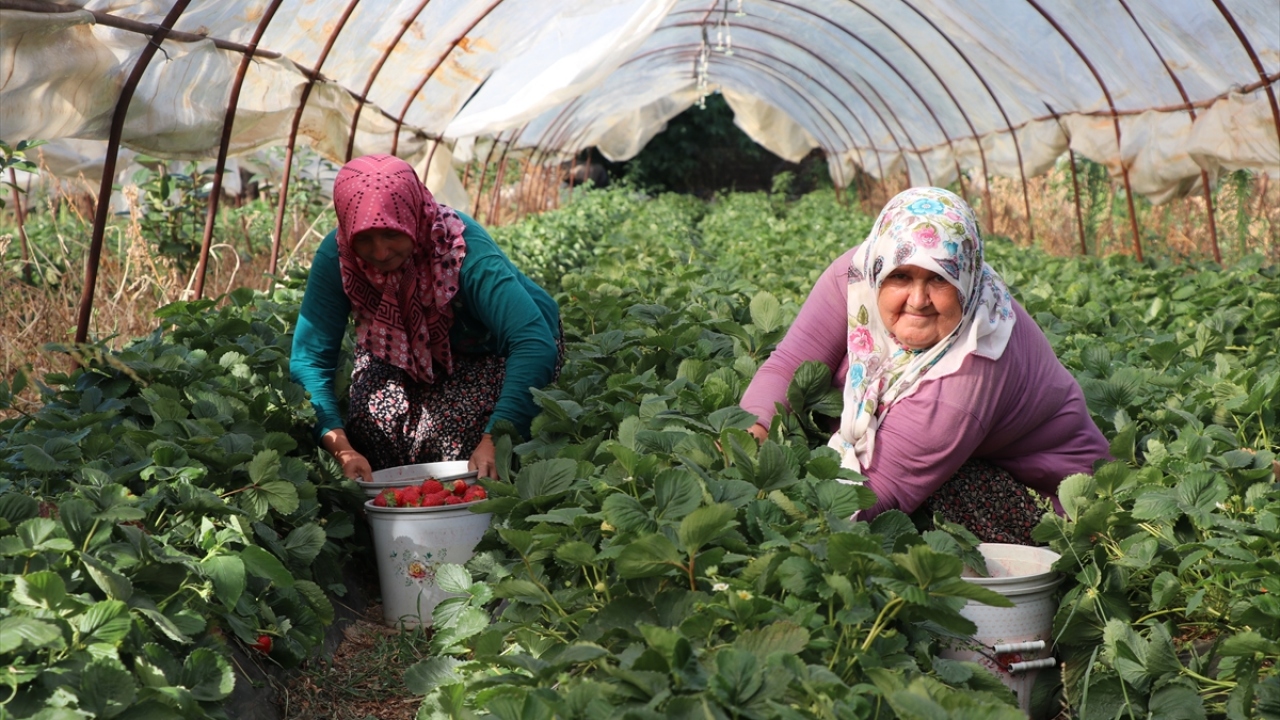 Yılda birkaç kez ürün alabildikleri çileğin ilk hasadını haziranda tamamlayan çiftçiler, aralık ayına kadar sürecek ikinci hasat için arazilerinde yoğun şekilde çalışıyor.