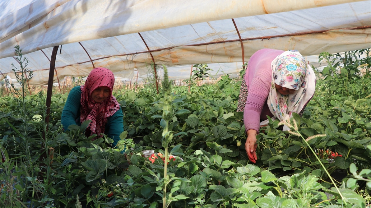 Çiftçi, yılda birkaç kez ürün alabilmelerinin kendilerine avantaj sağladığını vurguladı.