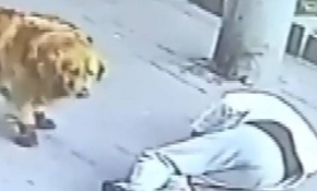 Başına komşusunun kedisi düştü, 23 gün hastanede kaldı