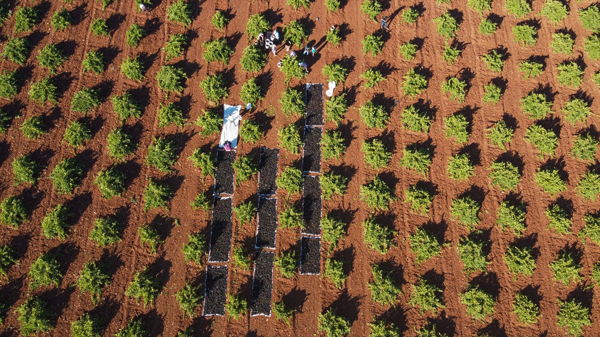 Budama dönemi, hasadı ve işlenmesine kadar her evresinde yoğun emek verilen "Kilis karası" üzümün de tarladan tüketiciye uzanan yolculuğu başladı.