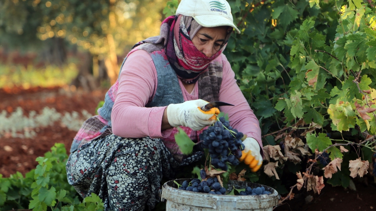 Kentte hasat edilen üzümün genellikle kurutmalık olarak değerlendirildiğini ifade eden Kökçüoğlu, "Bu sene üreticilerimizin yüzünün güleceğine inanıyoruz." dedi.