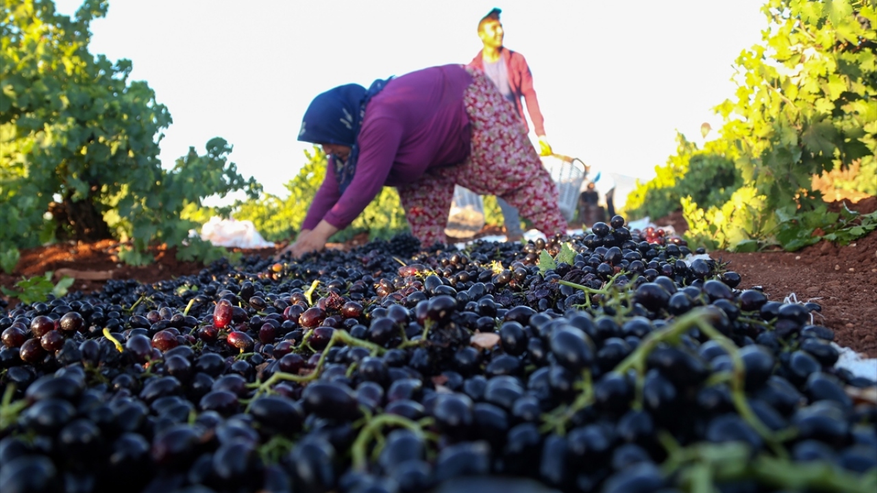 Kilis Ziraat Mühendisleri Odası Başkanı Güven Özdemir de kentte üretilen üzümlerin yurt içinde tüketilmesinin yanı sıra Rusya, İsrail, İran ve Irak`a ihraç edildiğini söyledi.