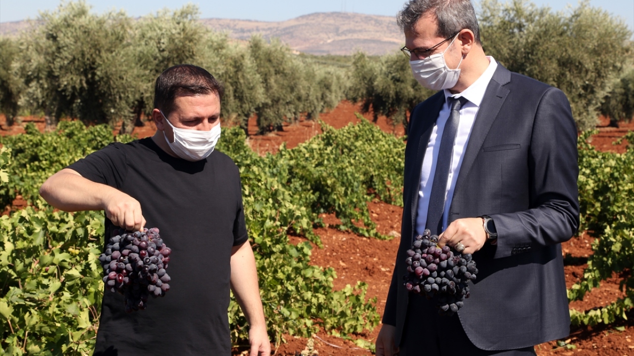Kilis Tarım ve Orman Müdürü Mehmet Nuri Kökçüoğlu, Suriye sınırının sıfır noktasındaki Süngütepe köyü kırsalında hasat yapan çiftçileri ziyaret etti.