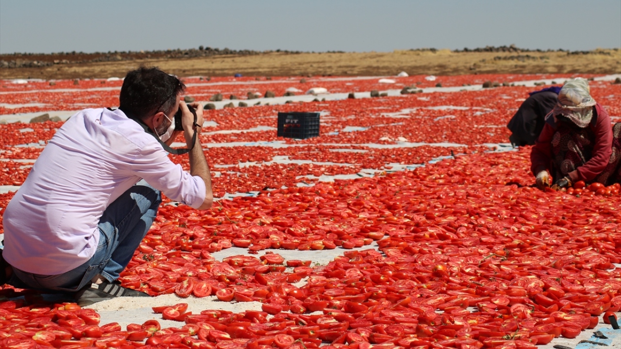 Domateslerin sabahın erken saatlerinde toplanıp kesiminin yapıldığı sergiye giden fotoğraf tutkunları, 40 dereceyi aşan sıcaklıkta en iyi kareleri yakalamak için çaba harcadı. 