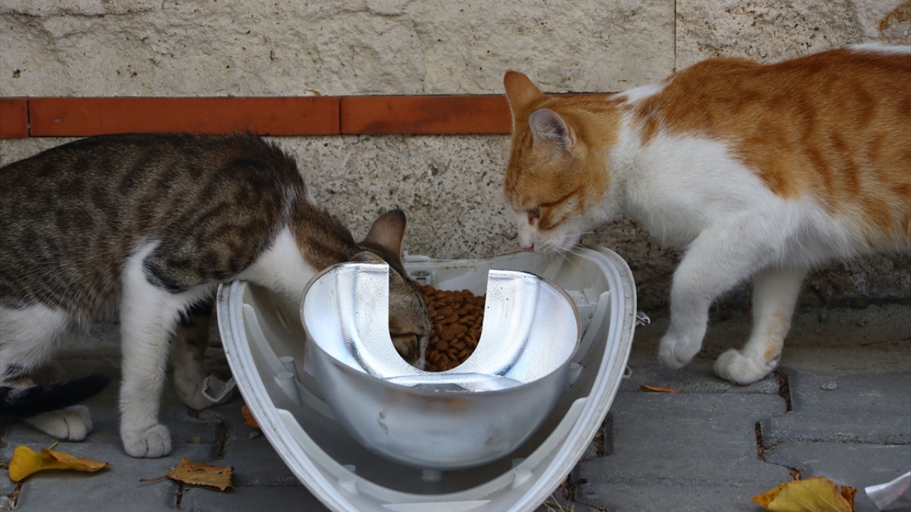 Mama ve su kapları TREDAŞ gönüllüleri tarafından içlerine su ve mama konularak kentte belirli noktalara bırakılıyor.