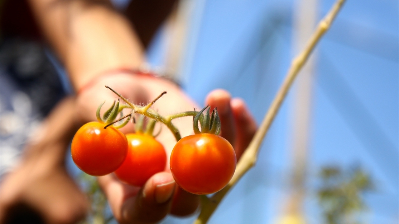 Özellikle yaşlıları ziyaret ederek "bir ekip bin biçilen" tohumlarla buluşan gençler, 130`dan fazla çeşit unutulmaya yüz tutmuş tohum topladı.