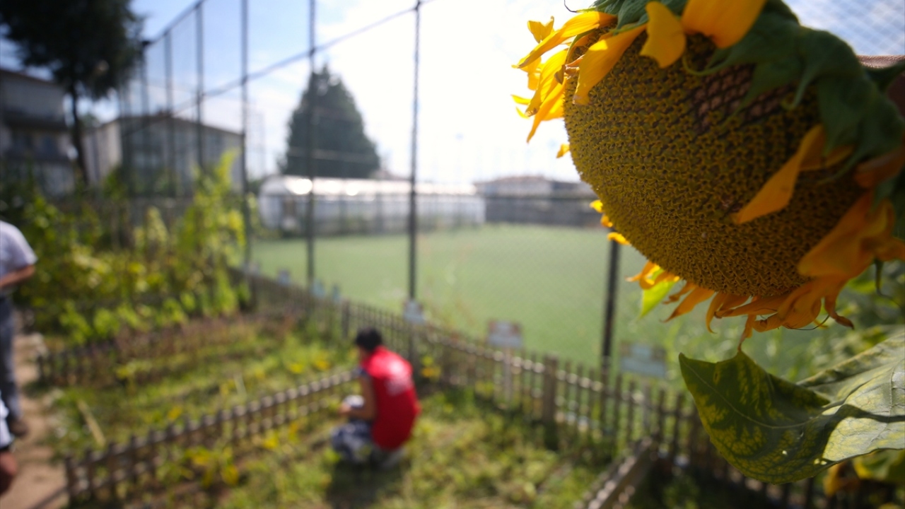 Yaklaşık 6 aylık sürede tohumları kurdukları serada toprakla buluşturup elde ettikleri fideleri hazırladıkları bahçeye eken gençler, özenle yetiştirdikleri domates, biber, patlıcan, fasulye, salatalık, bamya gibi ürünlerin hasadına başladı.