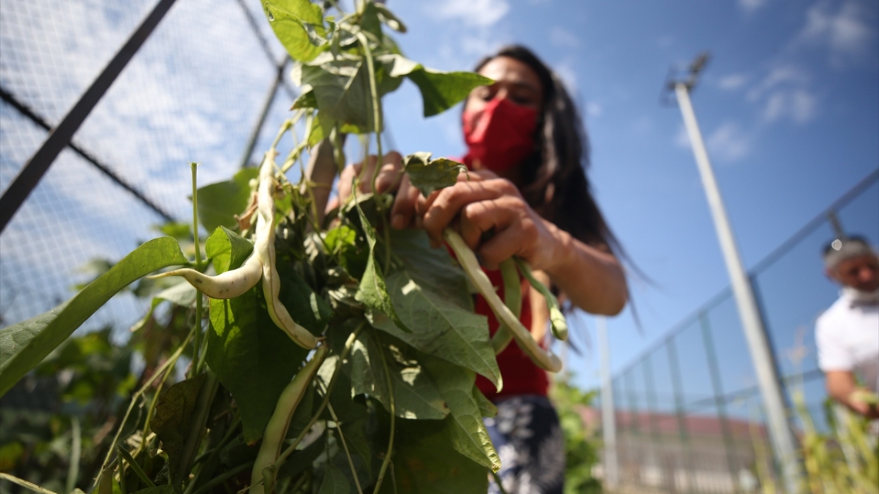 Düzce Gençlik ve Spor İl Müdürü İsa Yazıcı, yaptığı açıklamada, proje kapsamında fideleri yetiştirerek toprakla buluşturduklarını söyledi.