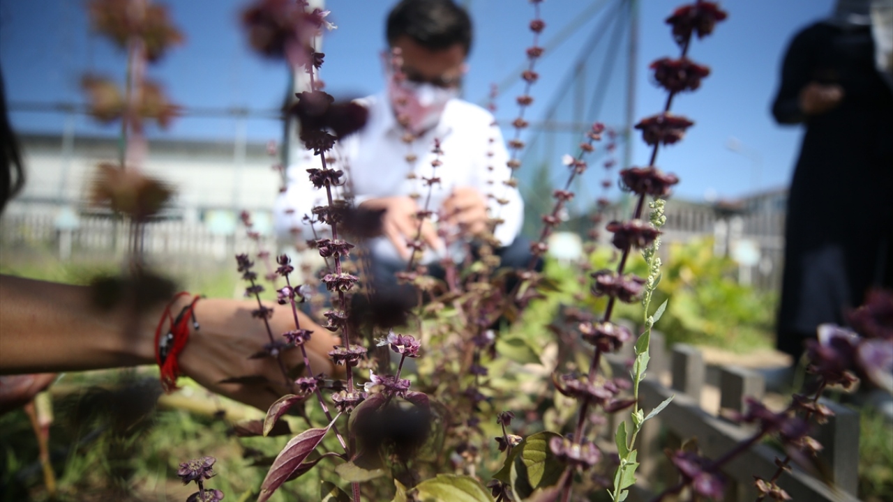 Yazıcı, ürünlerin meyvelerini vermeyi başladığını belirterek, "Arazimizde şu an 65 farklı tohumdan elde etmeye çalıştığımız sebze ve bitkilerimiz var." dedi.
