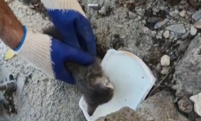 Uşak'ta çukura düşen yavru kediyi itfaiye kurtardı