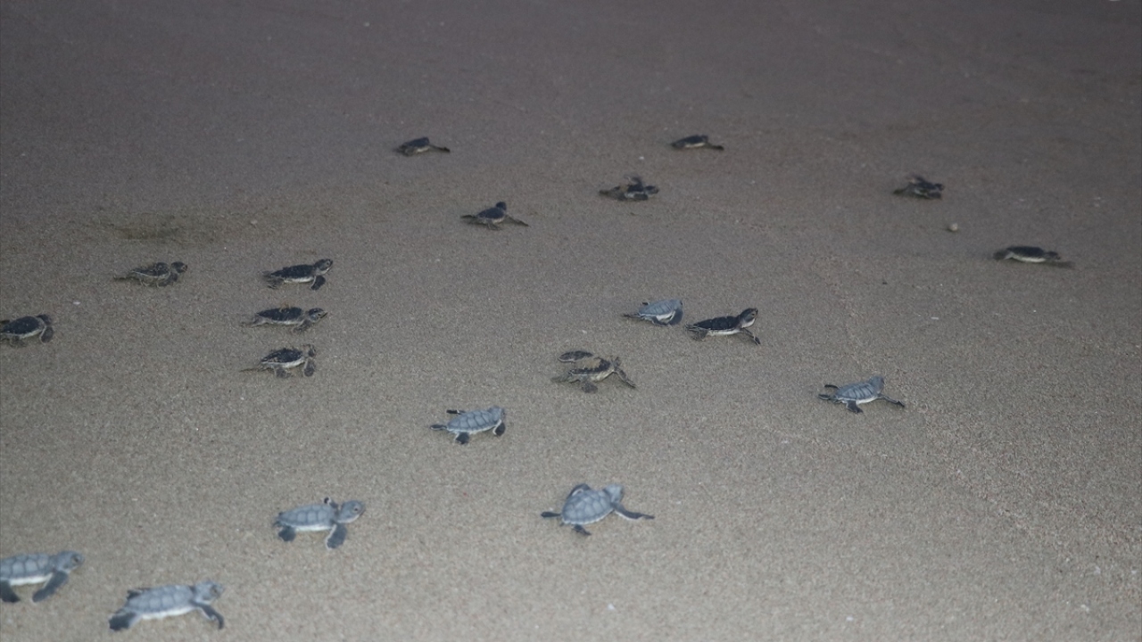 Yeşil deniz kaplumbağalarının önemli yuvalama alanlarından Adana`nın Karataş ilçesi sahillerinde, kuluçka dönemini tamamlayarak yumurtadan çıkan yavrular denizle buluşmaya başladı.