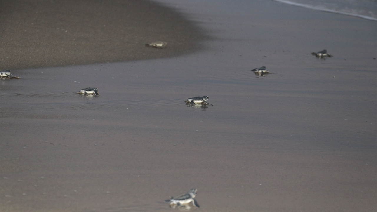 Tural, burada gazetecilere yaptığı açıklamada, Vakıflarının, Doğa Koruma ve Milli Parklar  7. Bölge Müdürlüğü iş birliğiyle 2006`dan bu yana 22 kilometrelik Akyatan kumsalında "Deniz Kaplumbağalarını Koruma ve İzleme Projesi"ni yürüttüğünü söyledi.