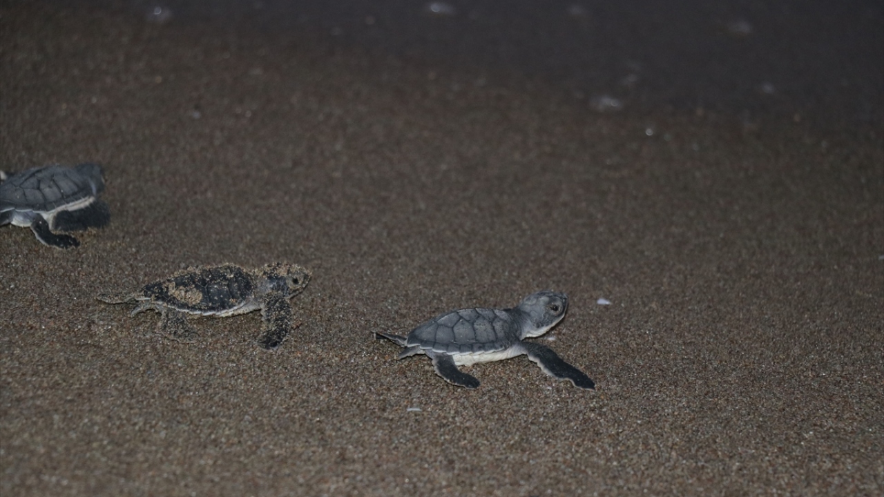 Akyatan sahilinde geçen yıl 400`e yakın yuva olduğunu ifade eden Tural, bu sezon rakamın 500`e yaklaştığını bildirdi.