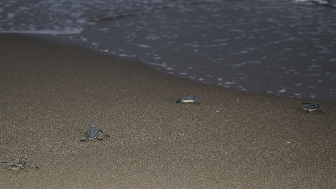 Tural, yuvadan çıkan yavruların doğal şekilde denize yolculuğunun sürdüğünü, gidemeyenlere de kendilerinin yardımcı olduğunu dile getirdi.