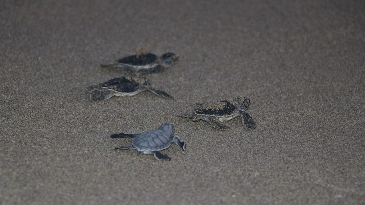 Yeşil deniz kaplumbağalarının mayıstan temmuzun sonuna kadar yuvalamalarının devam ettiğini belirten Tural, eylülün sonuna kadar da yuvadan çıkışların süreceğini anlattı.