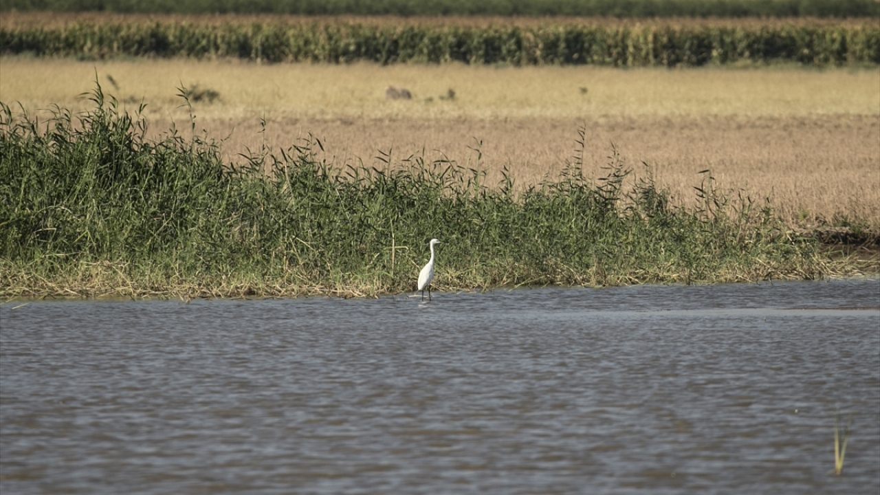 Amik Ovası`nda yaklaşık 600 bin dekar arazinin sulanmasına imkan sağlayan 480 milyon metreküp su toplama hacmine sahip Reyhanlı Barajı`nda kuş türü tespit çalışmaları sürüyor. 