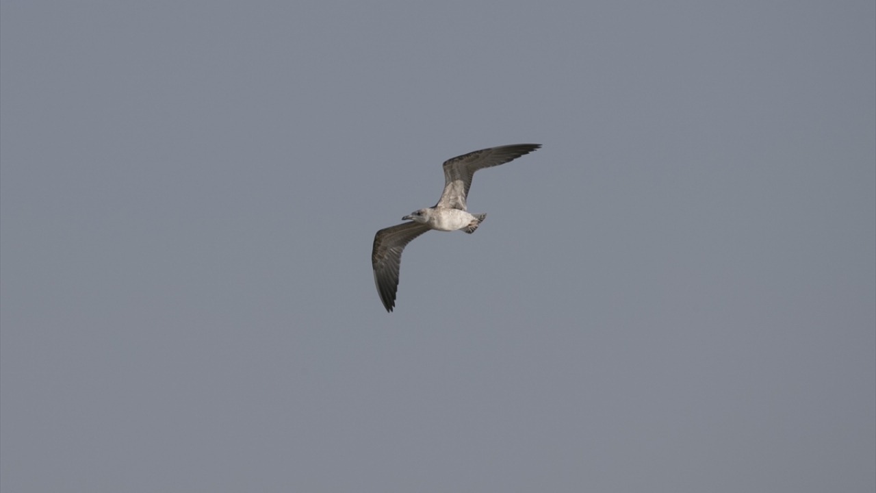Subaşı Kuş ve Kelebek Gözlem Derneği tarafından yürütülen çalışmalar kapsamında daha önce bölgede varlığı bilinmeyen 47 yeni kuş türü görüntülenerek, tür sayısı 99`a ulaştı.  