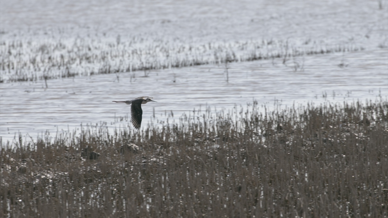 Dernek Başkanı Ali Atahan, yaptığı açıklamada, Reyhanlı Barajı`nda bir ay önce ilk yaptıkları gözlemin ardından 47 yeni kuş türünün daha tespit edildiğini söyledi. 