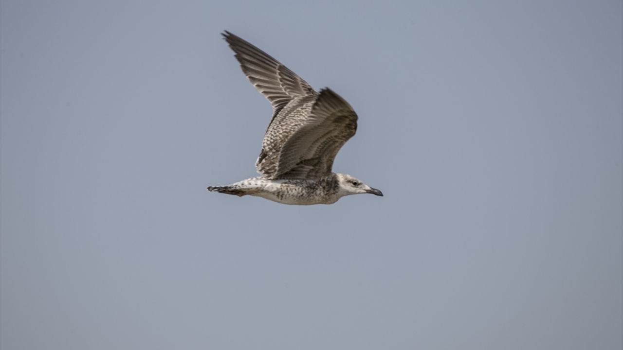 Reyhanlı Barajı`nda yaklaşık bir ay önceki keşifte, aralarında ak pelikanlar, balıkçılar, bahriler, kaşıkçılar ve sumruların da bulunduğu 52 türden kuş gözlemlenmişti. 