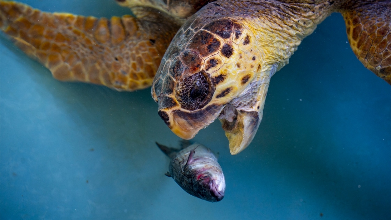 Etkinlikte son olarak "2020 Patara Yılı" kapsamında, Patara Antik Kenti ziyaret edilecek.