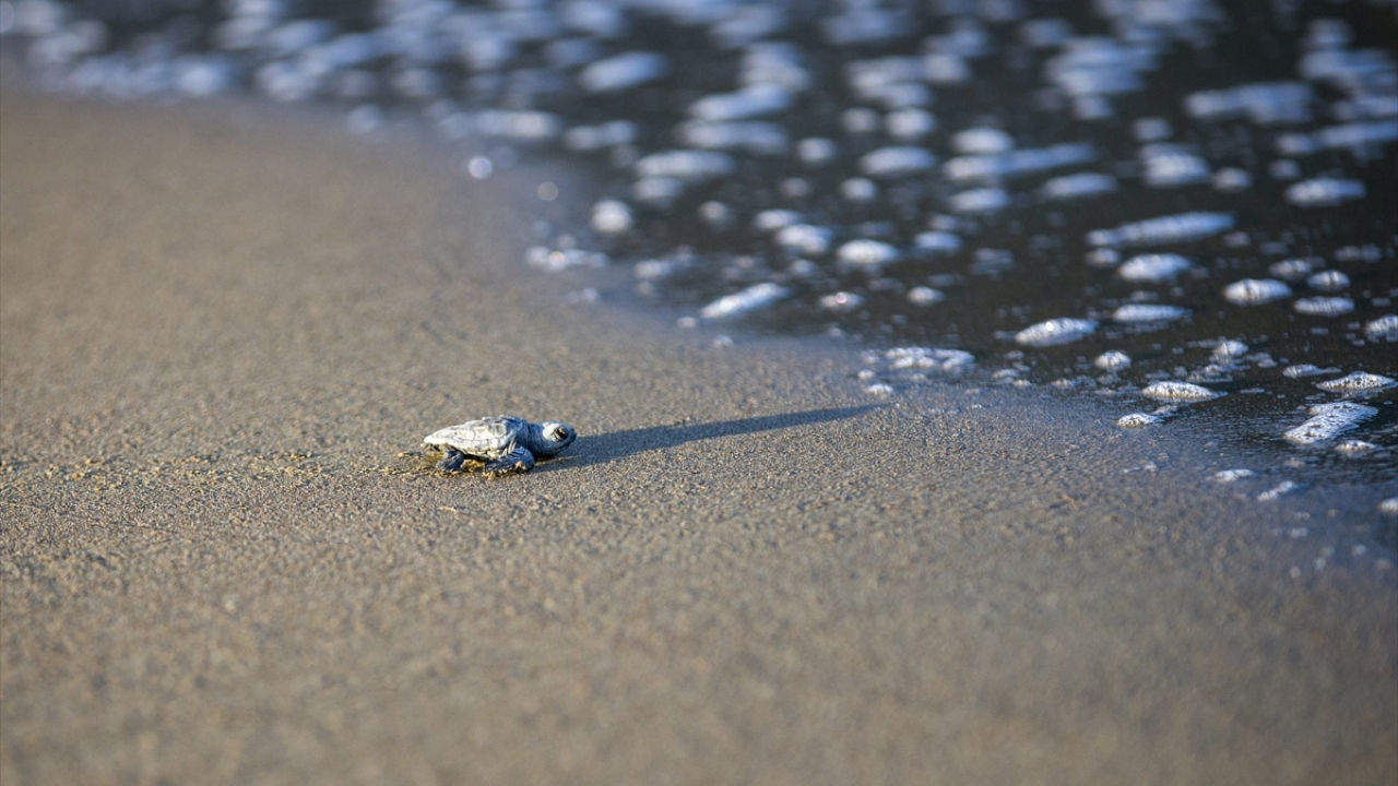 Çevre ve Şehircilik Bakanlığınca çalışmaları desteklenen merkezde, çip takılan bazı kaplumbağalar takip ediliyor. 