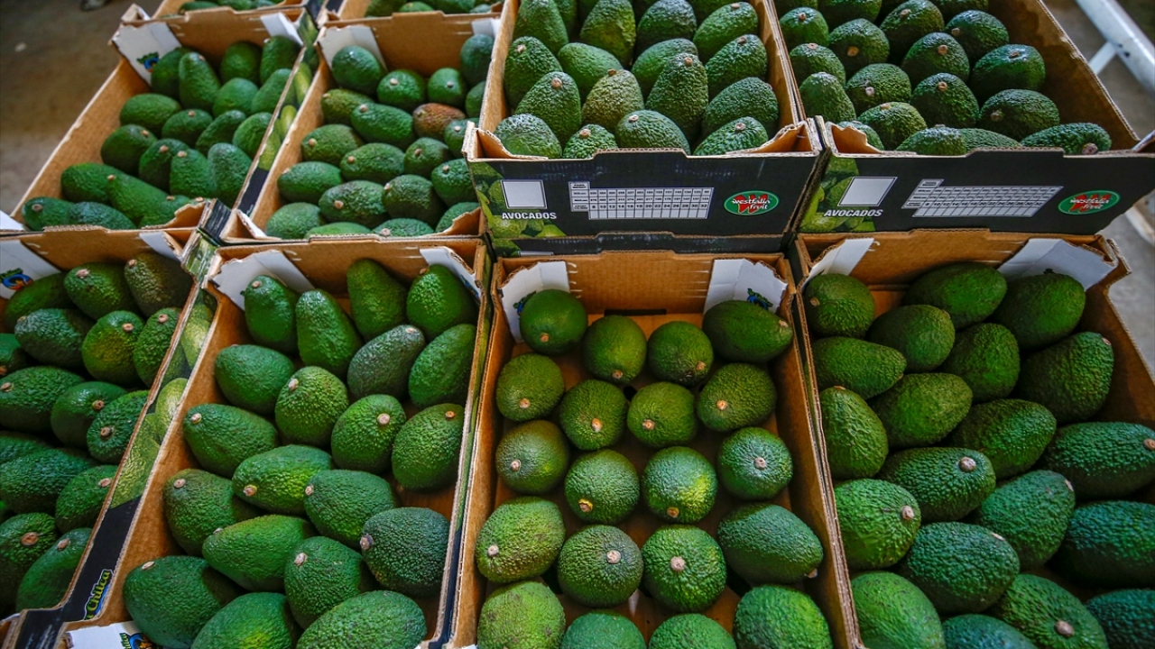 Katma değeri yüksek olması açısından üreticisinin yüzünü güldüren meyvelerin, ihracatında da artışlar yaşanıyor. 