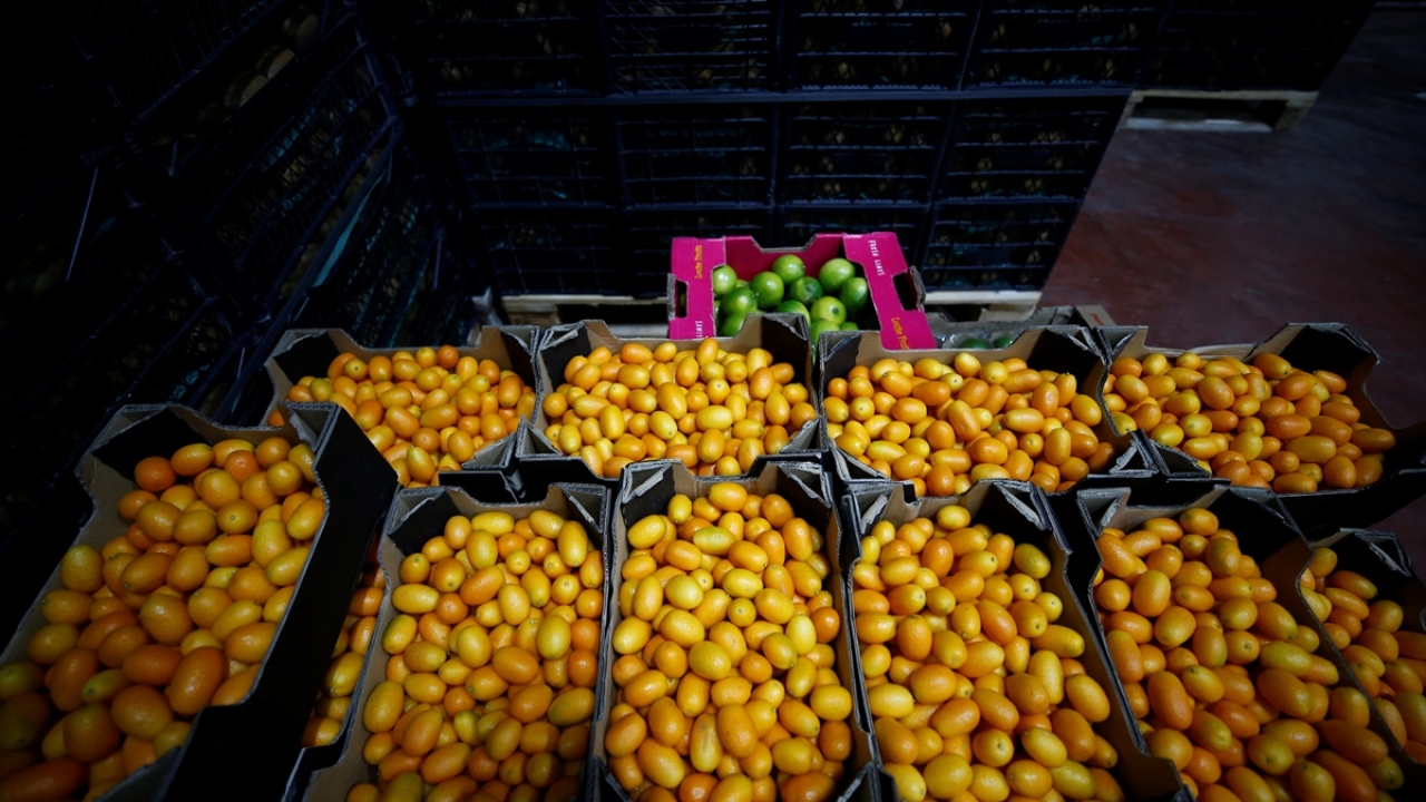 Turizmin yanı sıra tarımda da adından söz ettiren kentte, kivi, avokado, ananas, ejder meyvesi, çarkıfelek (passion furit), mango gibi egzotik meyve üretim alanları genişliyor.