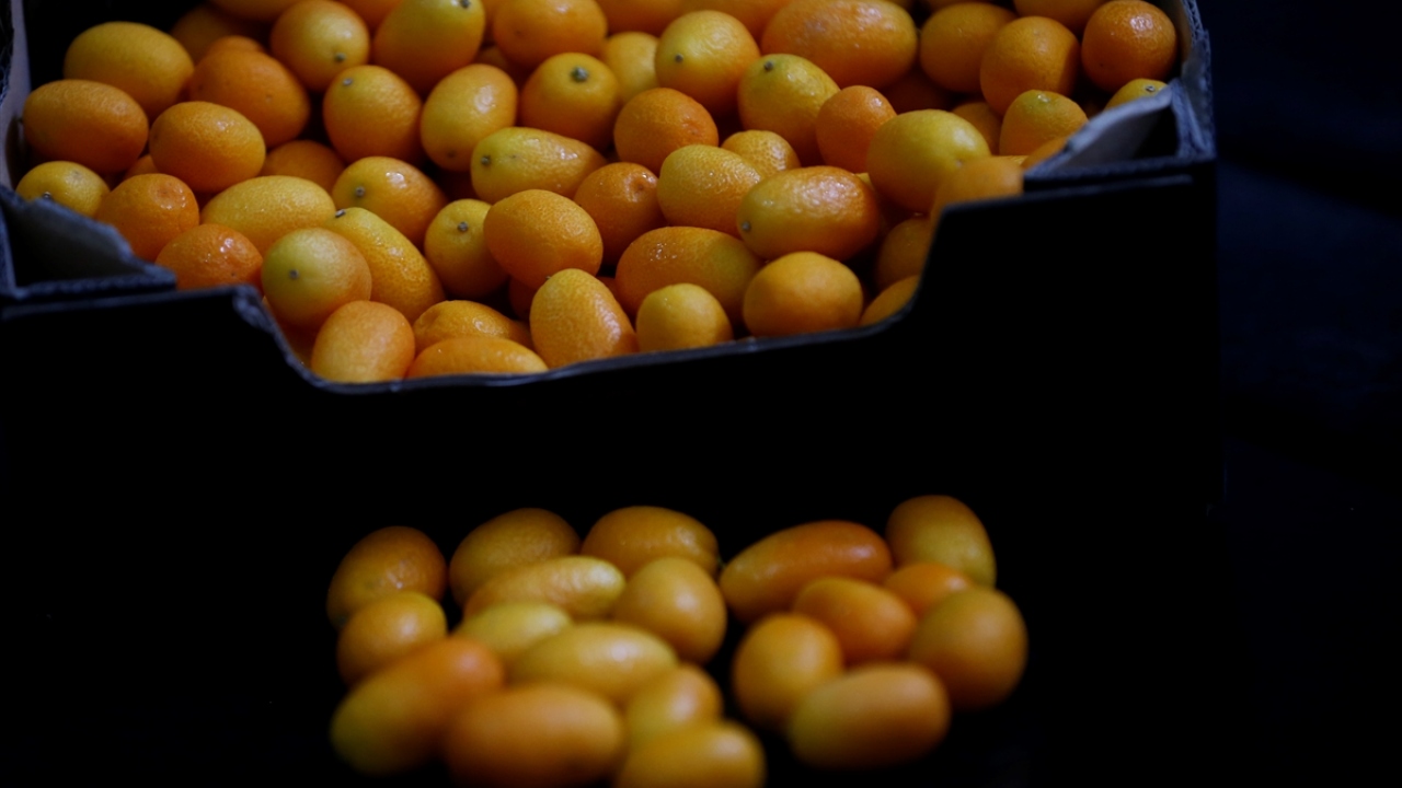 Daha önce ithal gelen ürünlerin artık Türkiye`de üretildiğini belirten Güngör,  bazı meyvelerin ihracatına da başlandığını kaydetti. 