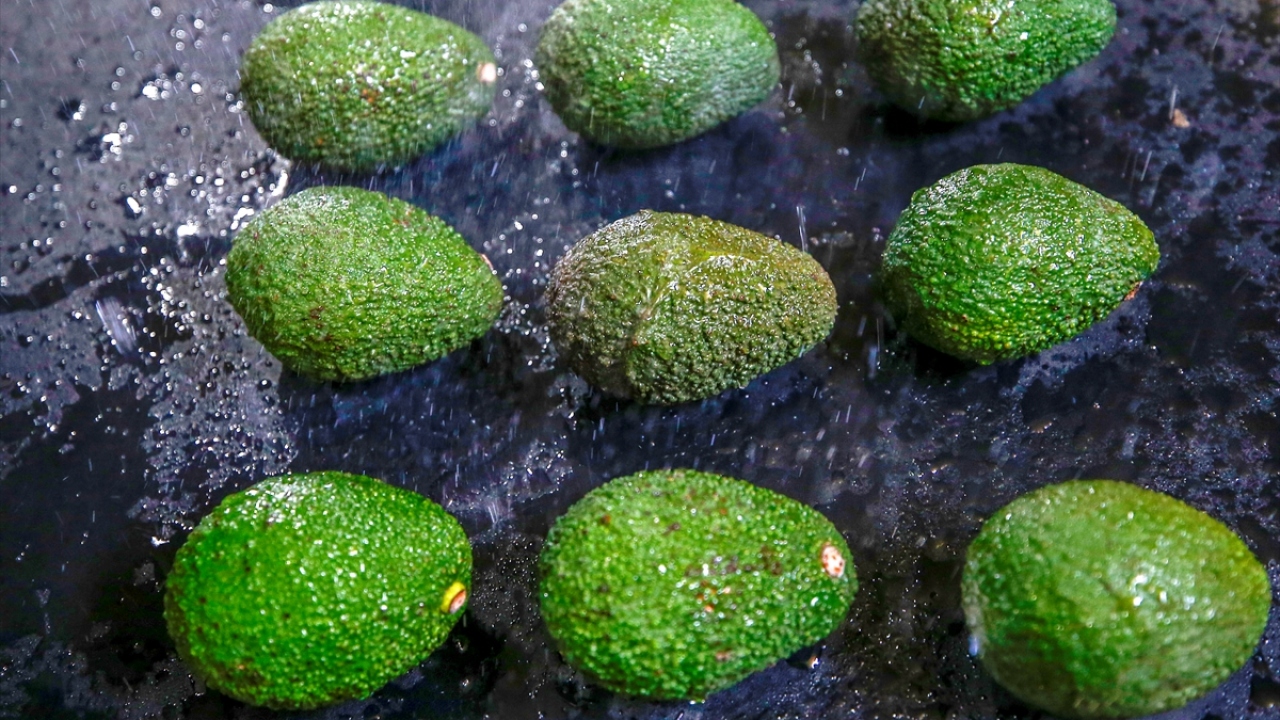 Yurt dışından getirdikleri meyveleri Türk markasıyla ihraç ediyorlar