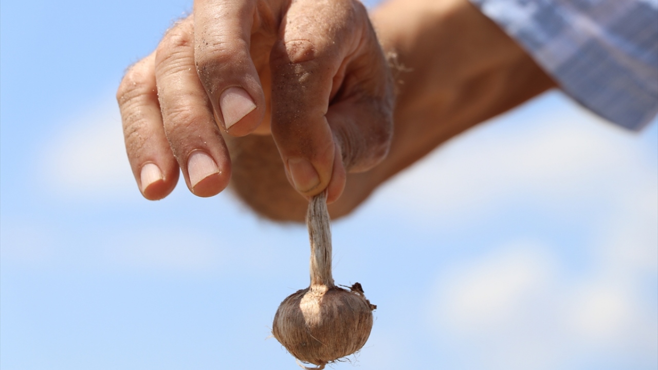 Bu yıl üretim alanını genişleten Artan, kentte ve bölgede bu bitkinin üretiminde öncü olmak istiyor.