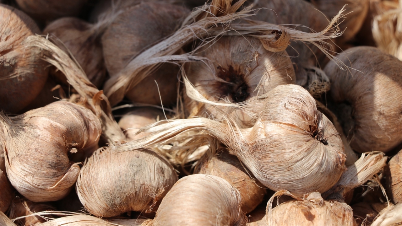 Geçen yıl gittiği Safranbolu`da ilgisini çeken safran soğanlarından bir miktar satın alan Hasan Artan (73), Edirne`ye dönüşünde bu ürünü yetiştirmek için kolları sıvadı.