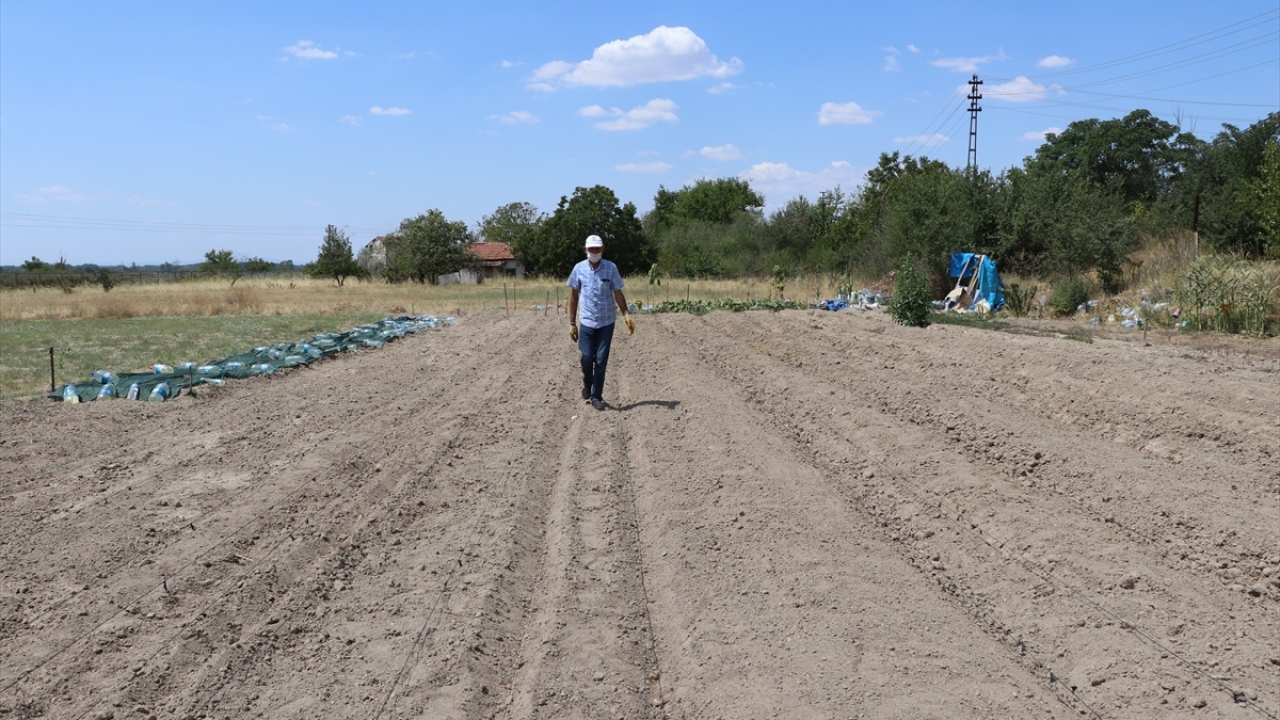Hasan Artan, yaptığı açıklamada, safran üretimine geçen yıl başladığını söyledi.