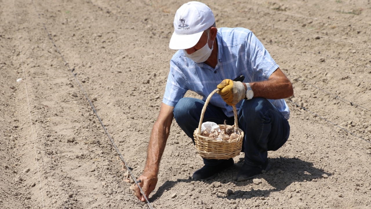 Hasan Artan, yaptığı açıklamada, safran üretimine geçen yıl başladığını söyledi.