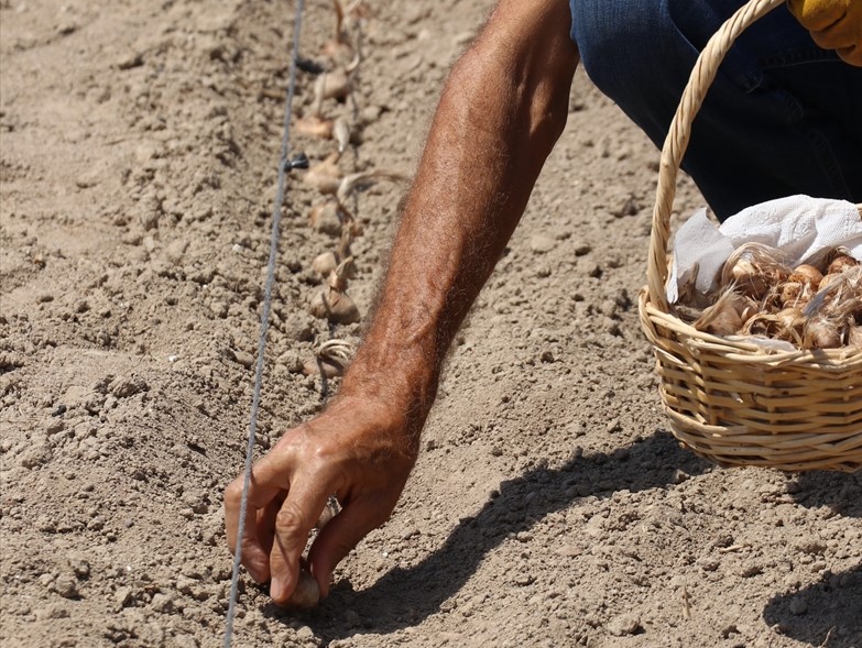 Hobi olarak başladığı safran üretimini profesyonel olarak sürdürmek için çaba harcadığını vurgulayan Artan, şunları kaydetti: