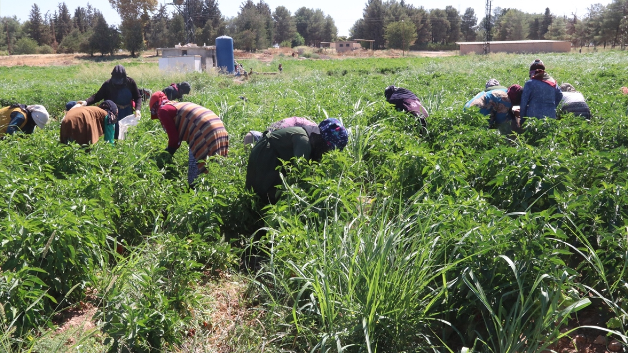 Suriye sınırındaki ilçede kadınların istihdamının artırılması amacıyla yürütülen "Akça Kadınlar Üretiyor Projesi" kapsamında, kadınların bazı kurumlardan temin edilen 250 dönüm arazide mayıs ayında ektikleri biberlerin hasadı başladı. 