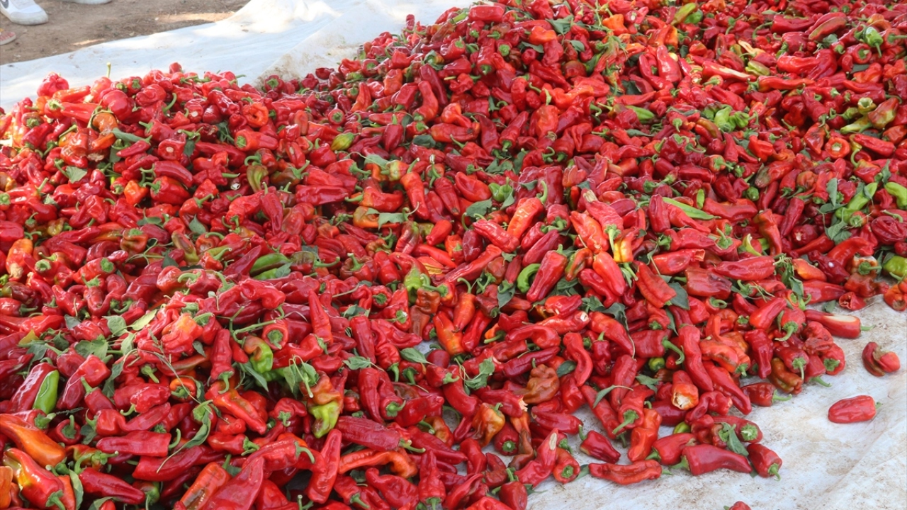 Proje kapsamında çalışan 100 kadın, tüm aşamalarında çalışıp hasat ettikleri biberleri kavurucu sıcakta uzun ve zahmetli bir sürecin ardından isota dönüştürerek evlerine ekmek parası götürmenin mutluluğunu yaşıyor.