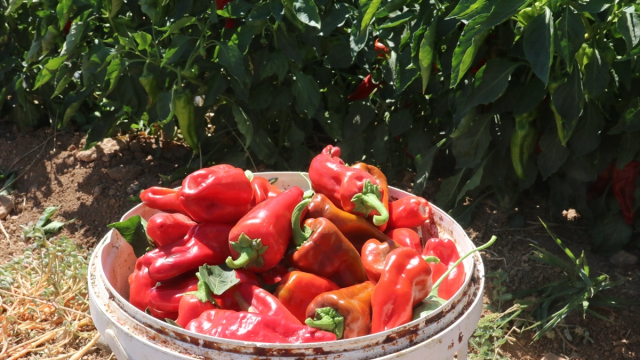 Kadınların ekerek bakımlarını yaptığı biberlerin hasadını da yine kendilerinin yaptığını vurgulayan Yalçınkaya, şöyle konuştu: 