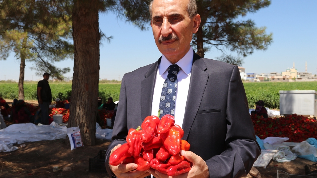 Akçakale Belediye Başkanı Mehmet Yalçınkaya, Türkiye Cumhurbaşkanı Recep Tayyip Erdoğan`ın "Kendi kendine yeten Türkiye, üreten Türkiye" vurgusundan yola çıkarak 3 ay önce biber fidelerini toprakla buluşturduklarını söyledi.