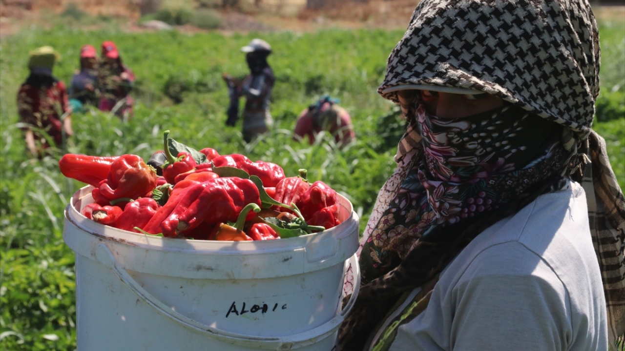 Kadınlar biber üretiminin her kademesinde yer alıyor