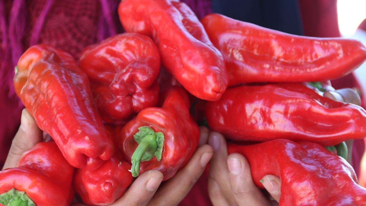 Projeye katılan Fevziye Çılgı ise her yaz döneminde çalışmak için il dışına gittiklerini ancak bu yıl katıldıkları proje sayesinde buna gerek kalmadığını söyledi.