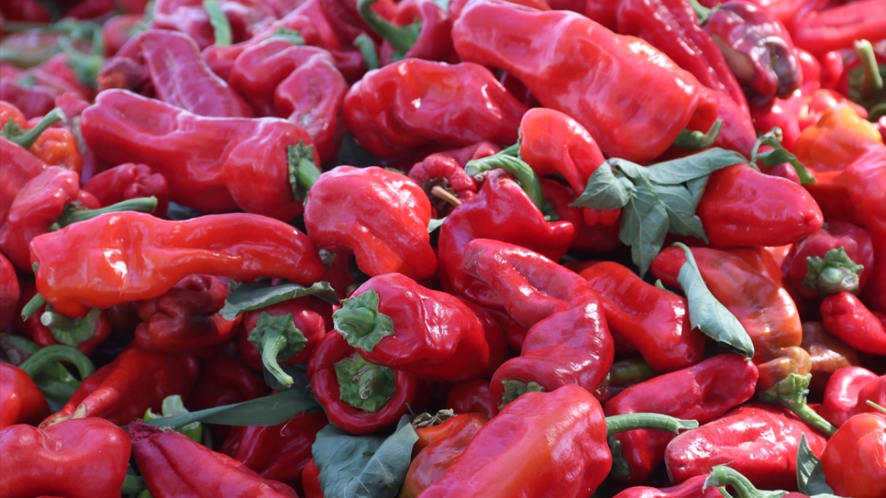 Emine Maskan da proje sayesinde iş sahibi olduklarını ve aile bütçelerine katkı sunduklarını ifade etti. 