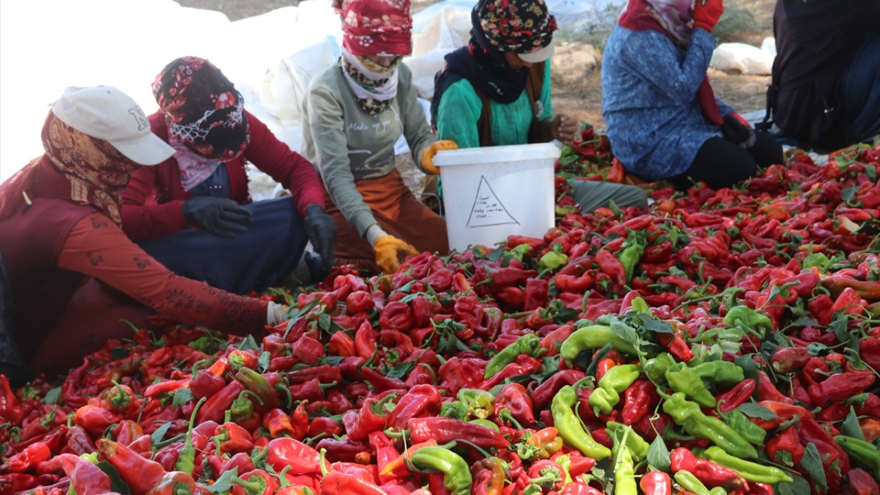 Yöre kadınlarının isot yapmayı çok iyi bildiğini ve ellerinin de yatkın olduğunu dile getiren Maskan, şunları söyledi: 