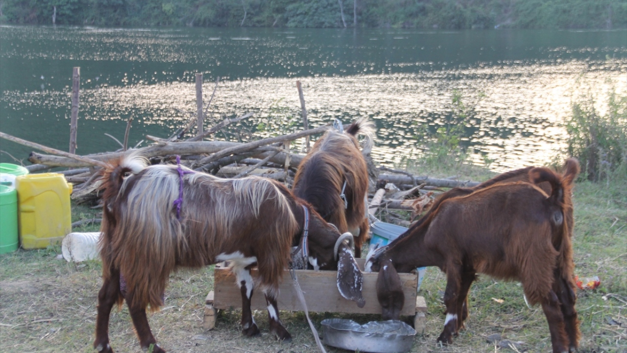 İlkbaharla birlikte evlerinden çoluk çocuk ayrılan tarım işçileri, çalışacakları bölgede çadır kurarak tarlalardaki mesailerine başlıyor.