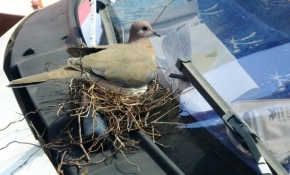 Kumrunun yuva yaptığı kamyonetini günlerdir çalıştırmıyor