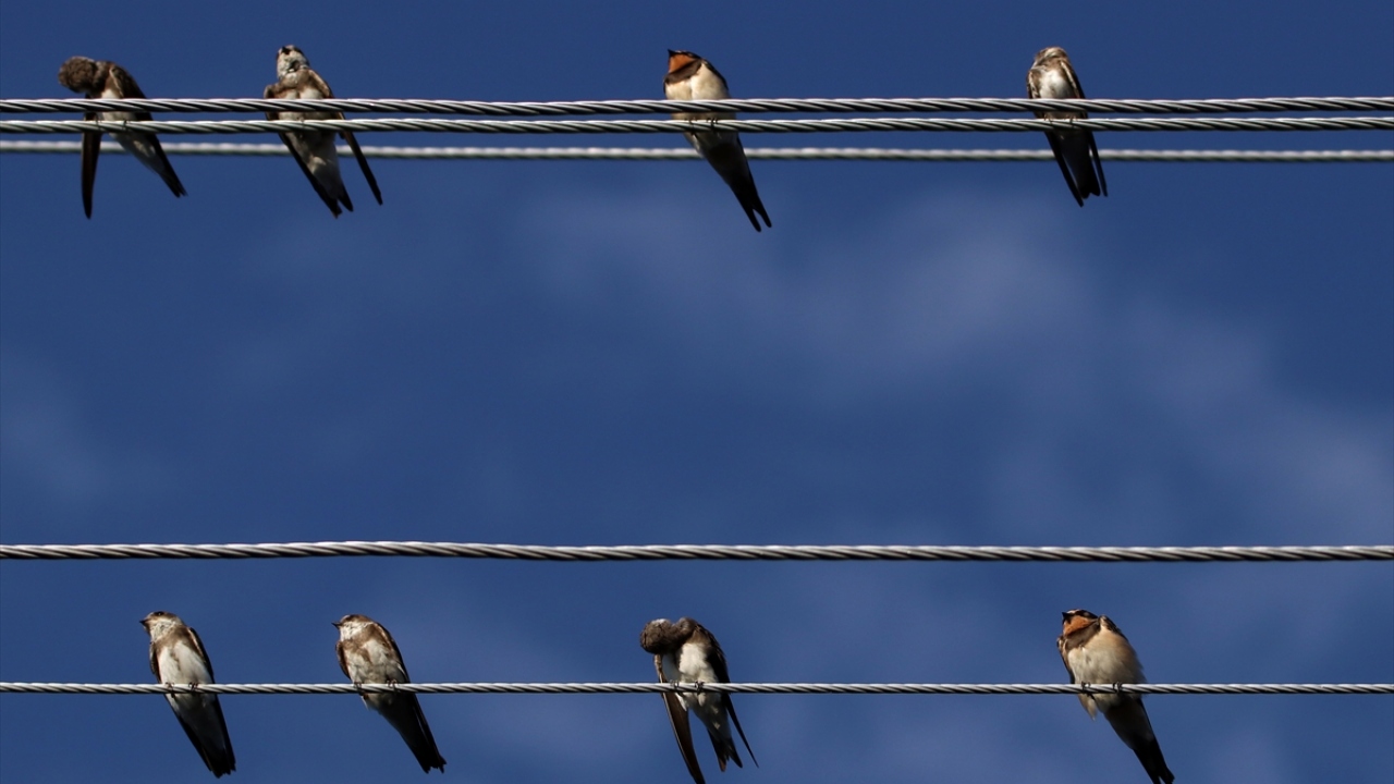 Kentte elektrik tellerine konan kırlangıçlar , güzel görüntüler oluşturdu.