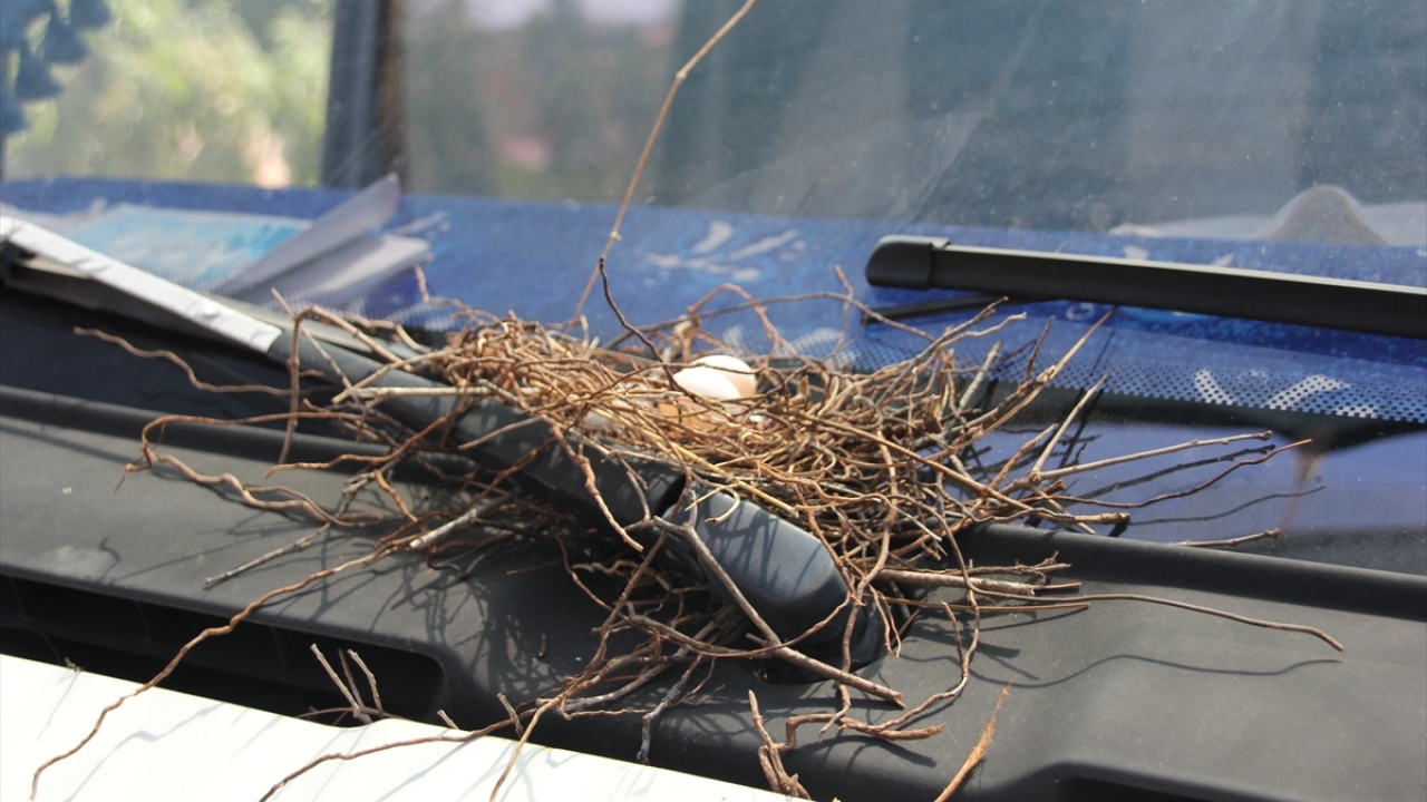 Esenpınar Mahallesi`nde çiftçilikle uğraşan Ateş, sebze taşımak için bindiği kamyonetinin ön camına kumruların yuva yaptığını gördü.