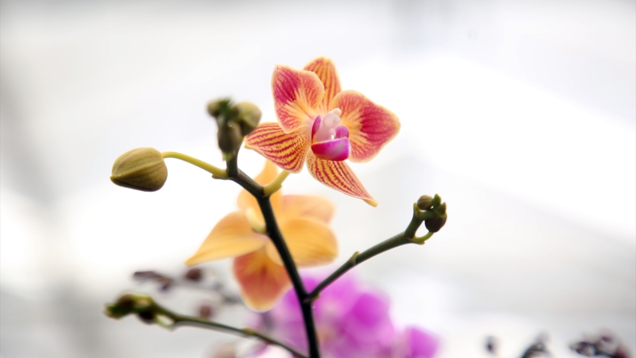 Yaklaşık 9 yıldır bu işle uğraşan firma, yıllık 180 bin adet olan orkide üretimini geçen yıl 1,5 milyon adede çıkardı. 